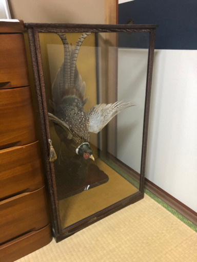 キジの剥製
