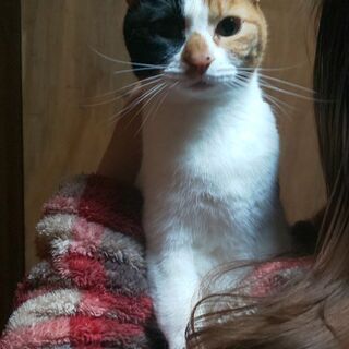 里親２才の♀猫募集
