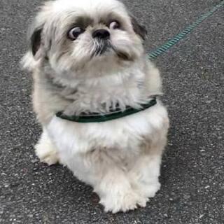 犬用のゲージ譲って下さる方いませんか？？