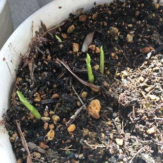 植木譲りますの画像