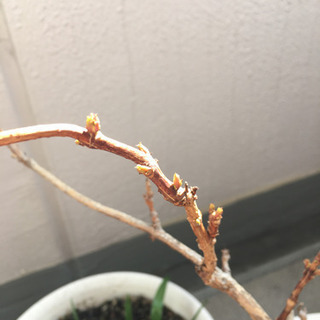 植木譲りますの画像