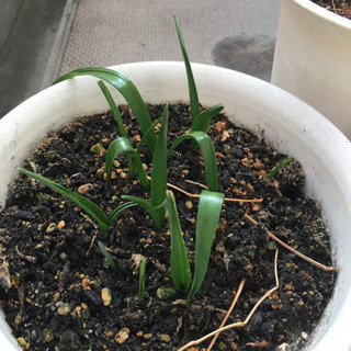 植木譲りますの画像