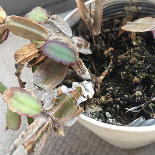 植木譲りますの画像