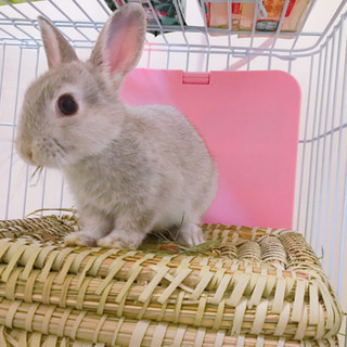 ミニウサギ里親募集