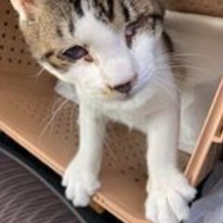 【障害のある猫ちゃんの命を助けてください】