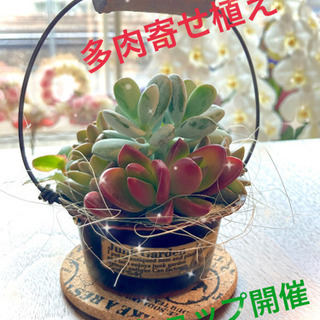お洒落なリメ缶に多肉寄せ植えワークショップ