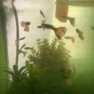 水族館 セットGeX 60 Lの画像