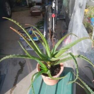 観葉植物，二株入り  アロエ