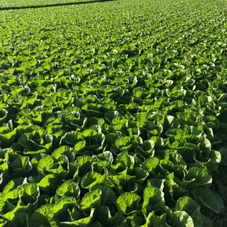 農業を仕事にする！野菜の生産スタッフの画像