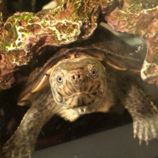 商談成立ありがとうございました。カブトニオイガメ　水槽、ライト、...