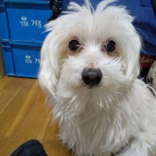 明日空いてる人