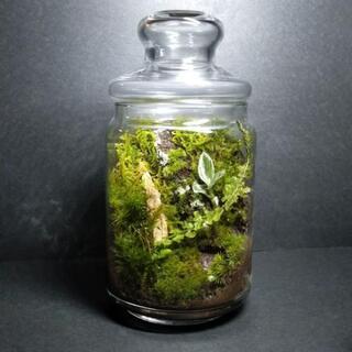 森の鼓動⑥、苔テラリウムの画像