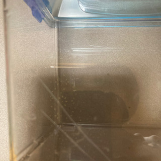 【３月半ばまで】🦗虫かごの画像