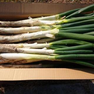 栃木県産 ねぎ 6kg 泥つき