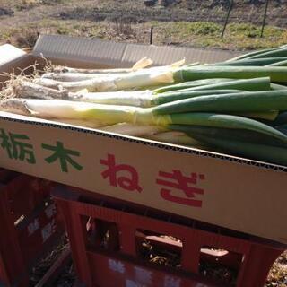 栃木県産 ねぎ 6kg 泥つきの画像