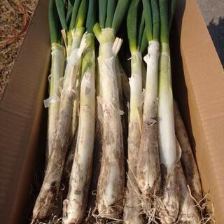 栃木県産 ねぎ 6kg 泥つきの画像