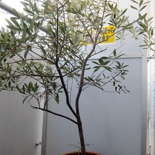 【観葉植物】　オリーブの木　【鉢植】