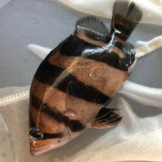 ダトニオリアルバンド