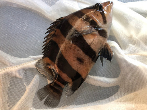 ダトニオリアルバンド