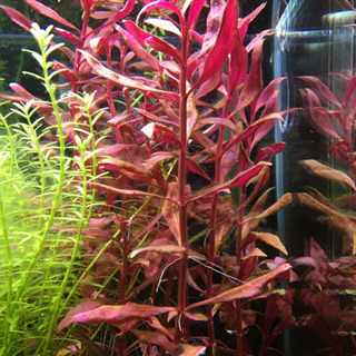 水草