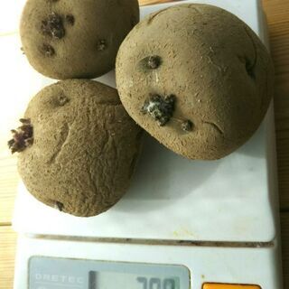 ジャガイモの種イモ キタアカリ 3つ 288g