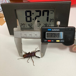 ☆本日受け渡し終了　メタリフェルホソアカクワガタ　パープルブルー♂単品