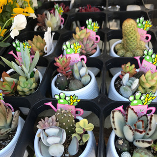 多肉植物寄せ植え　1鉢480円