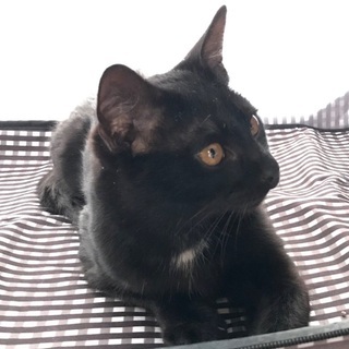 黒猫里親募集！