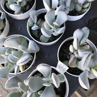 多肉植物　コチレドン　福娘の画像