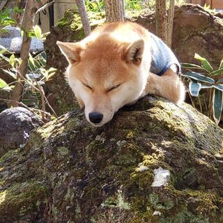6月19日で2歳の男の子です(*^^*)