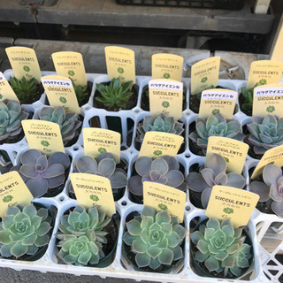 多肉植物　エケベリア各種　1鉢350円