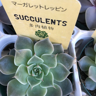 多肉植物　エケベリア各種　1鉢350円の画像
