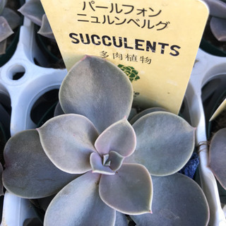 多肉植物　エケベリア各種　1鉢350円の画像