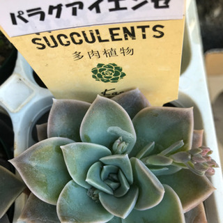 多肉植物　エケベリア各種　1鉢350円の画像