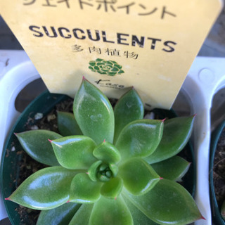 多肉植物　エケベリア各種　1鉢350円の画像