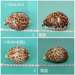 タカラガイの中古が安い！激安で譲ります・無料であげます