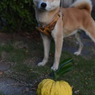 柴犬5歳