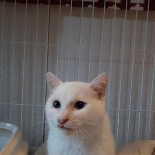 オッドアイの白猫男子　推定7カ月