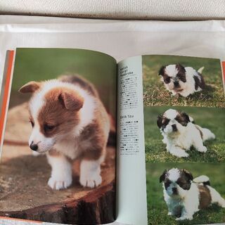 大好きな犬と暮らすの画像