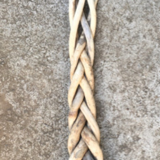 枯木　古木　流木　パキラ　観葉植物の画像