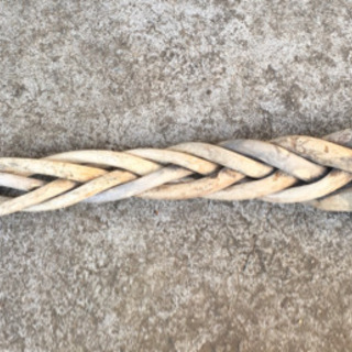 枯木　古木　流木　パキラ　観葉植物の画像