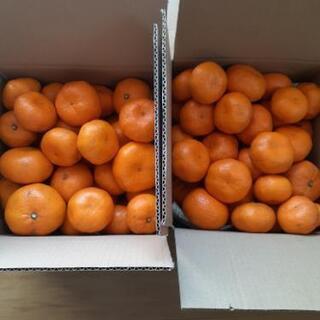 蒲郡みかん　約5kg🍊残り２箱になりました