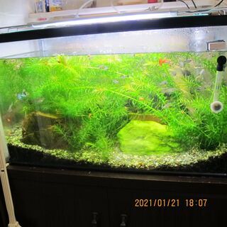 増えすぎました・・・🌿🌿(アナカリス)⑦