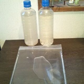 ゾウリムシ100％種水 ✨