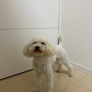 犬友募集🐶