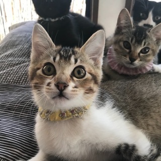子猫の里親募集