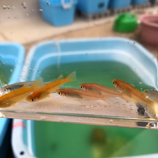 楊貴妃・青幹之メダカ１匹50円　価格交渉可の画像