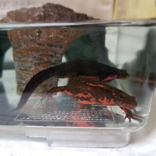 生きたミジンコをくれませんか？