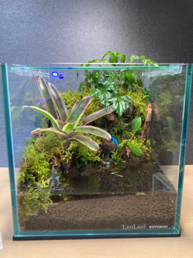 ★メダカ飼育にオススメ！！コケリウム・テラリウム完成