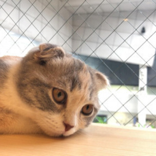 一緒に猫カフェ行きませんか？？